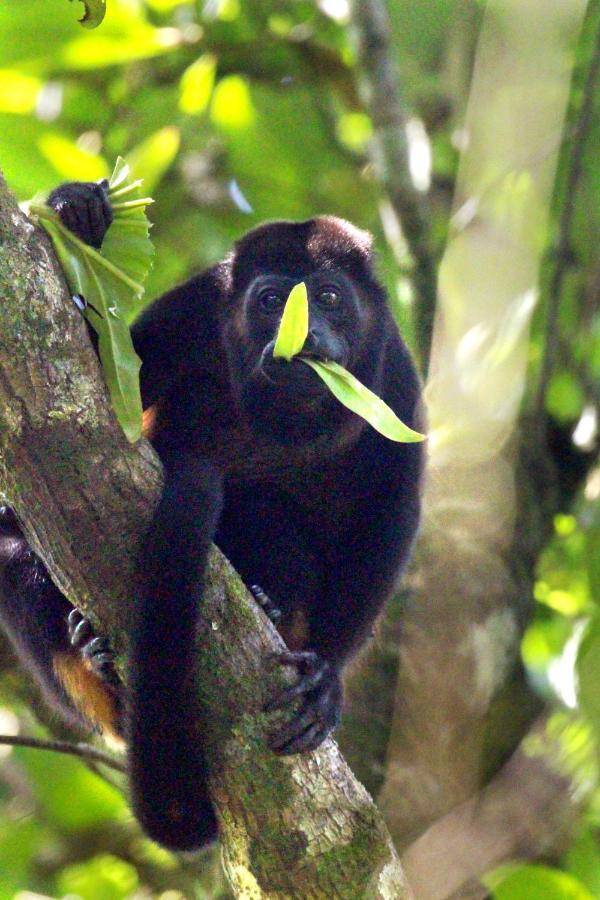 Finca La Paz - Sarapiqui Puerto Viejo de Sarapiqui Eksteriør billede