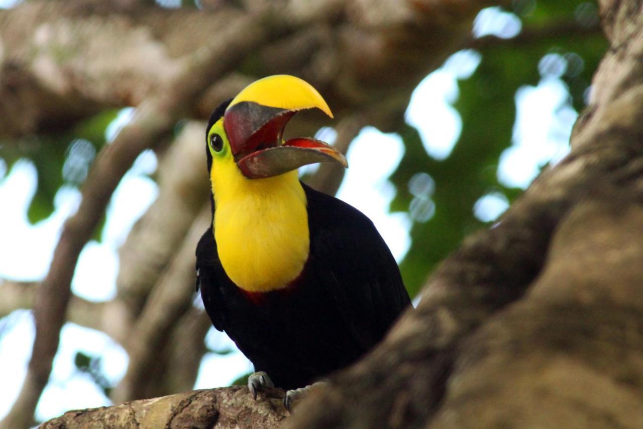 Finca La Paz - Sarapiqui Puerto Viejo de Sarapiqui Eksteriør billede