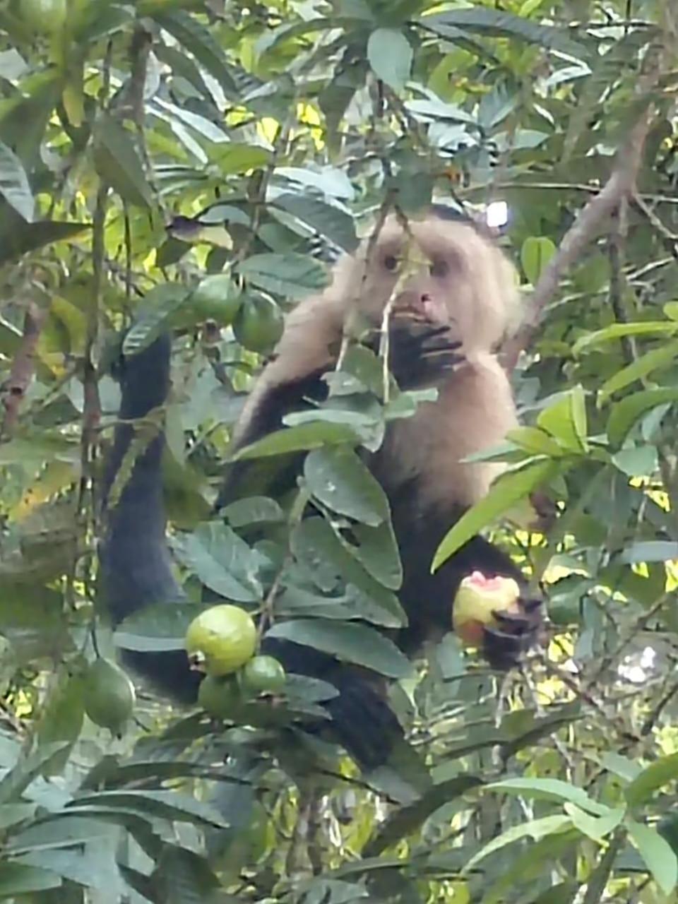 Finca La Paz - Sarapiqui Puerto Viejo de Sarapiqui Eksteriør billede